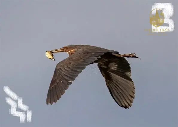 Van Long: Delacour’s Langurs & Bird Watching Tour | Wildlife Day Trip